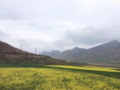 山坳油菜花