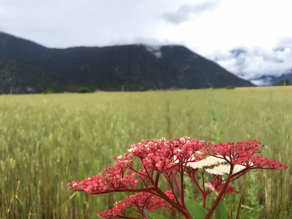 花与雪峰