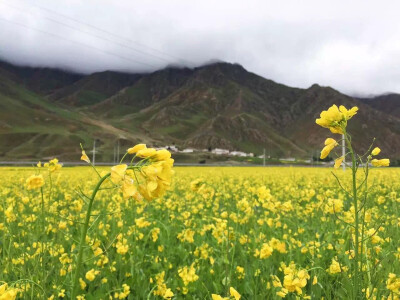 油菜花