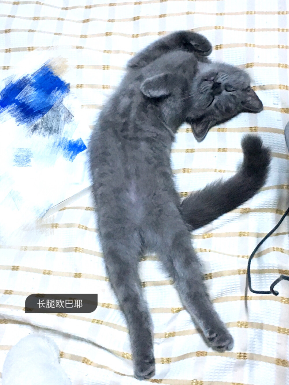 ‍喵星人-‍花生‍，‍一只‍逗比‍猫帅哥