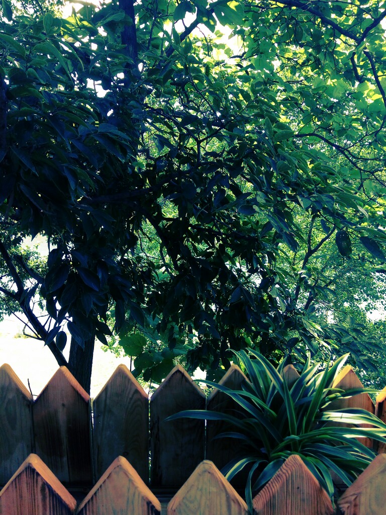 壁纸 风景 唯美 意境 夏天 树 草木