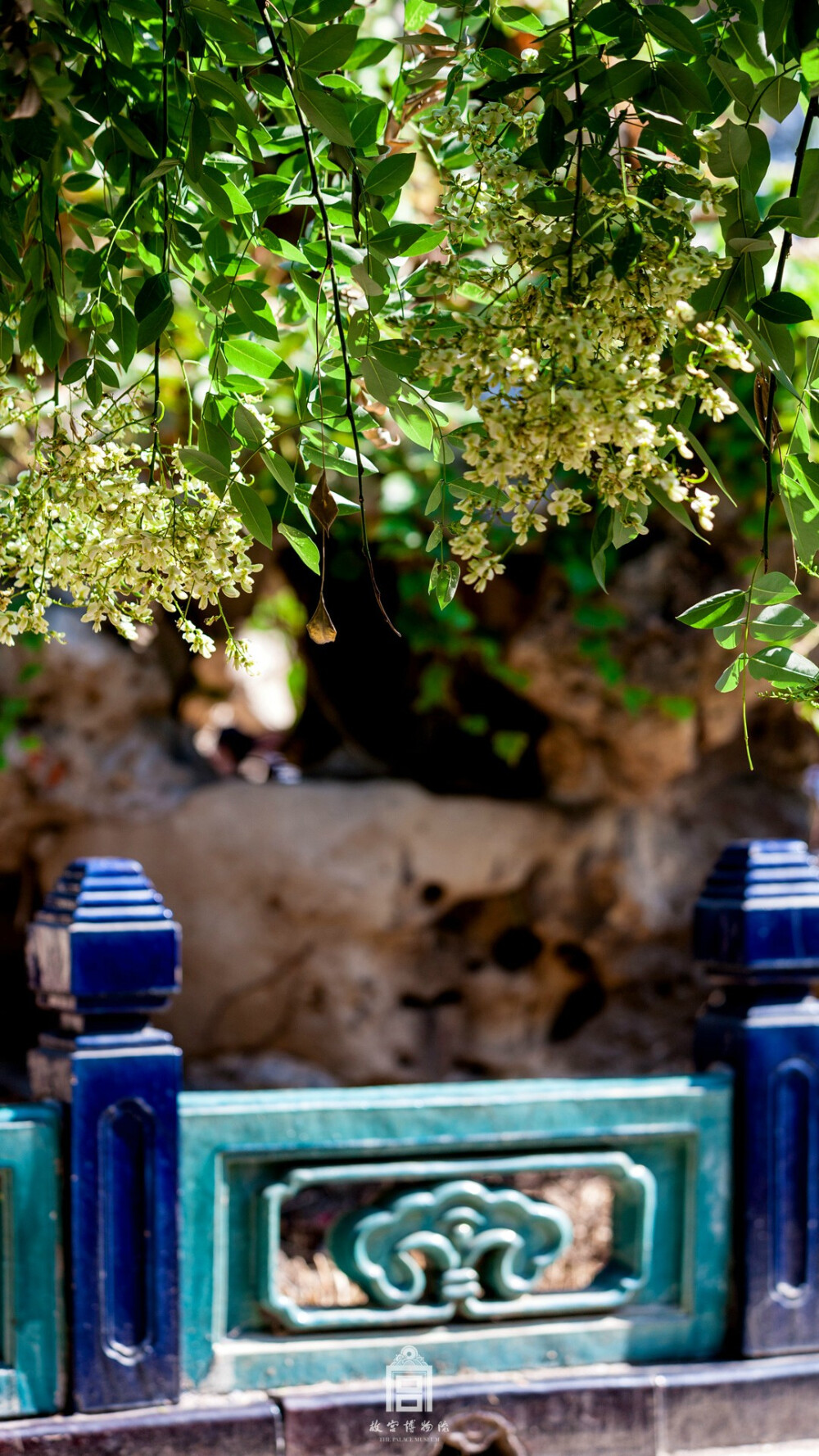 紫禁城【花朝•槐花•丙申】“槐花拂拂弄轻黄，白紵云趋翰墨场。鲁国儒冠能有几，长沙舞袖颇相妨。英材自是千人敌，小试犹争一日长。来岁皇都春色好，马蹄应带百花香” 照片取自@故宫博物院