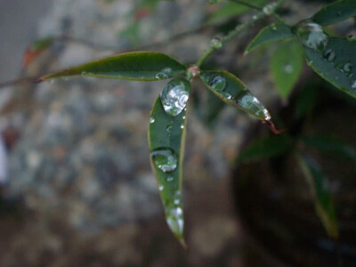 雨