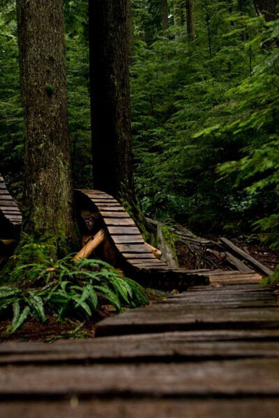 森林小径，温哥华，加拿大