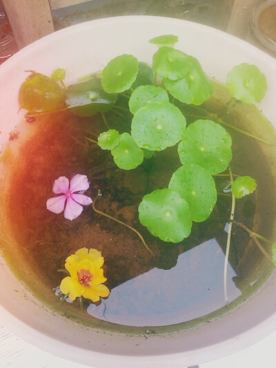 碗莲
5天就从3片叶子长成这样～了不起