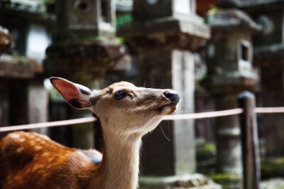 奈良鹿