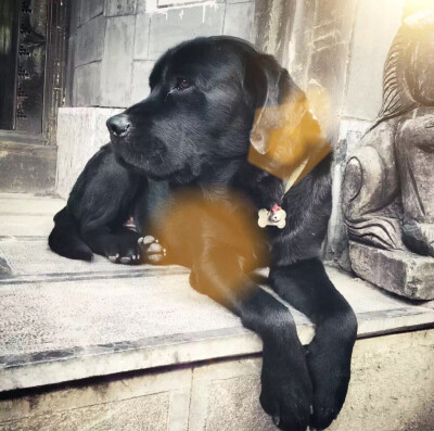 人类最好的朋友