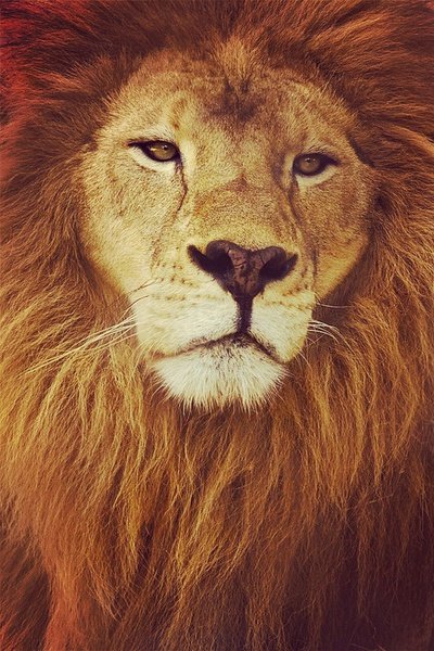 BIG LION