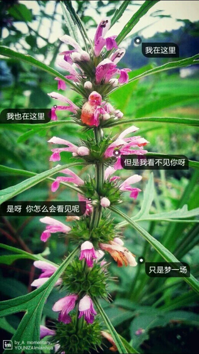 暗恋