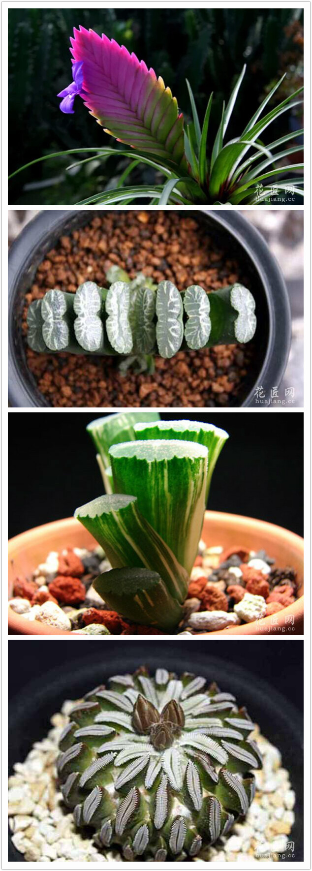 玉扇图片
玉扇（Haworthia truncata）又名截形十二卷，属于百合科十二卷属的多肉植物、也称多浆植物，植株无茎，肉质叶排成两列呈扇形，叶片直立，稍向内弯，顶部略凹陷。表面粗糙，绿色至暗绿褐色，有小疣状突起，新叶的截面部分透明，呈灰白色。