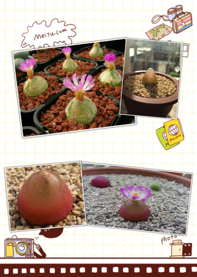 多肉灯泡图片
灯泡Conophytum burgeri——番杏科肉锥花属，表皮亮绿色，半透明状，夏季的休眠期，光照充足的环境中，表皮呈红色?；ù笮?，淡紫红色，中心部位呈白色，春季或秋季开放?；ㄍǔＴ谔炱缋实陌滋炜牛雇肀蘸?，若栽培环境光照不足或阴雨天则难以开花