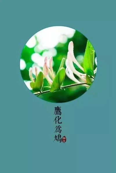 【花·夕】雨水之日，桃始華，又五日，倉庚鳴，又五日，鷹化為鳩。