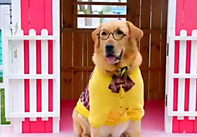 神犬 小七变装啦 帅哇~