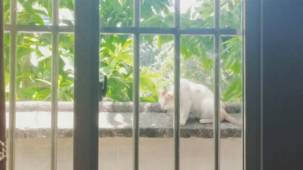 雨后……一只窥视我家后院的喵