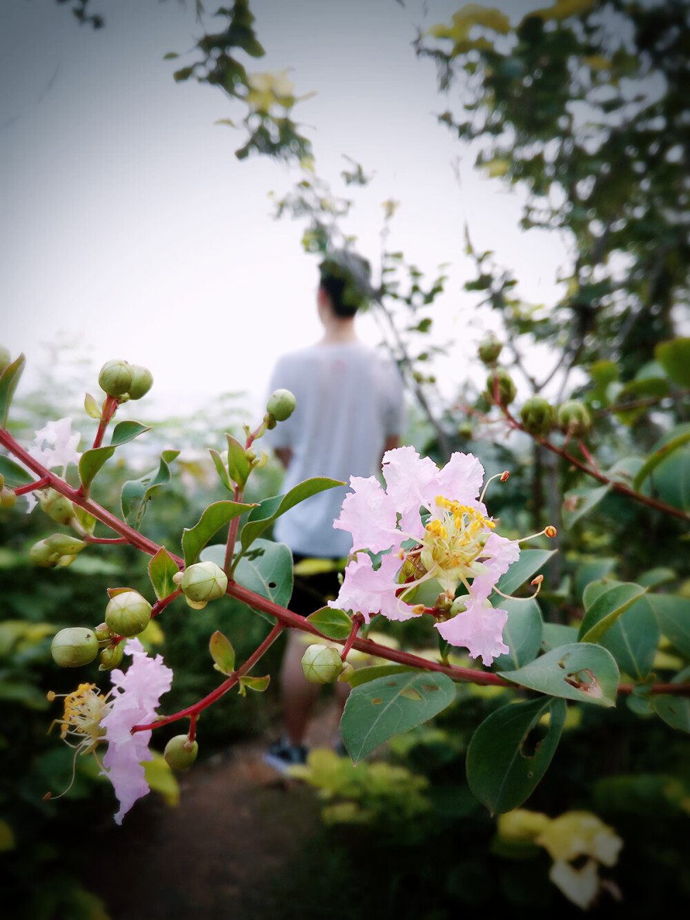 花儿与少年