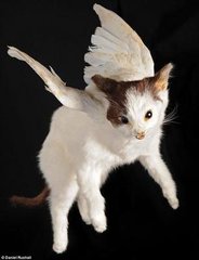 天使猫