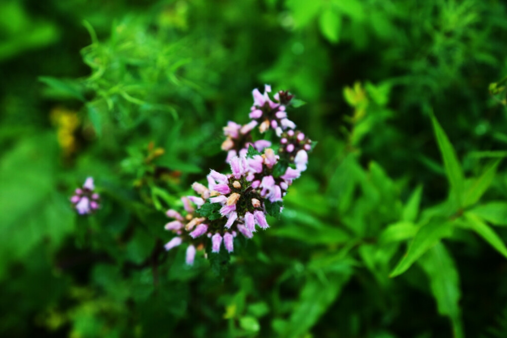 小确幸