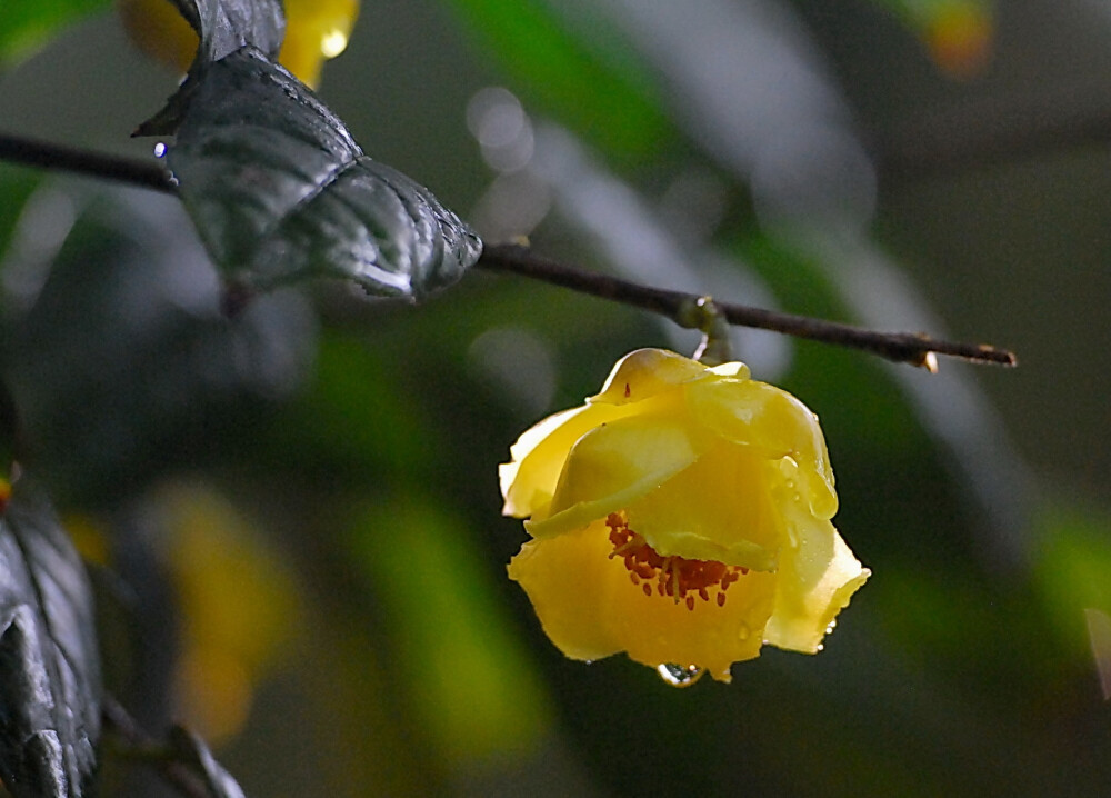 金茶花花语：美德，谦逊。