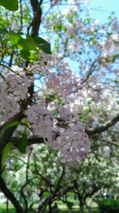 老校区的丁香花在三四月的时节开的煞是好看
/木叚