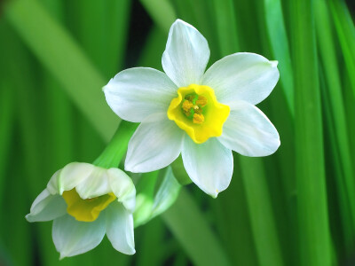 水仙花花语：吉祥、美好、纯洁、高尚、纯洁的爱情。