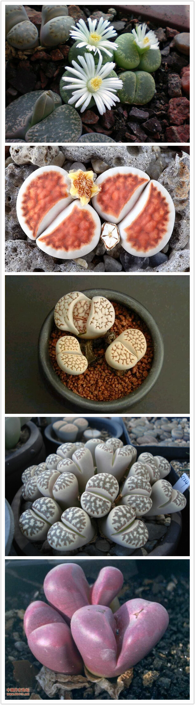 生石花（Lithops lesliei (N.E. Br.) N.E. Br.）番杏科生石花属多年生小型多肉植物，茎很短。变态叶肉质肥厚。3-4年生的生石花秋季从对生叶的中间缝隙中开出黄、白、粉等色花朵，多在下午开放，傍晚闭合，次日午后又开，单朵花可开3-7天。开花时花朵几乎将整个植株都盖住。并且在部分品种年限达到后会分头生群生。花谢后结出果实，可收获非常细小的种子。