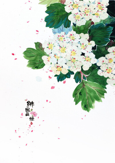 〔 水彩花卉 〕作者' 绯园画姬 °