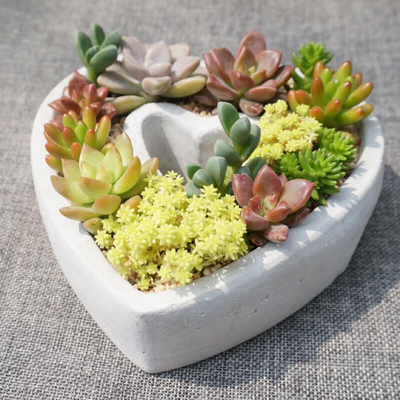  七夕情人节礼物爱心多肉花盆