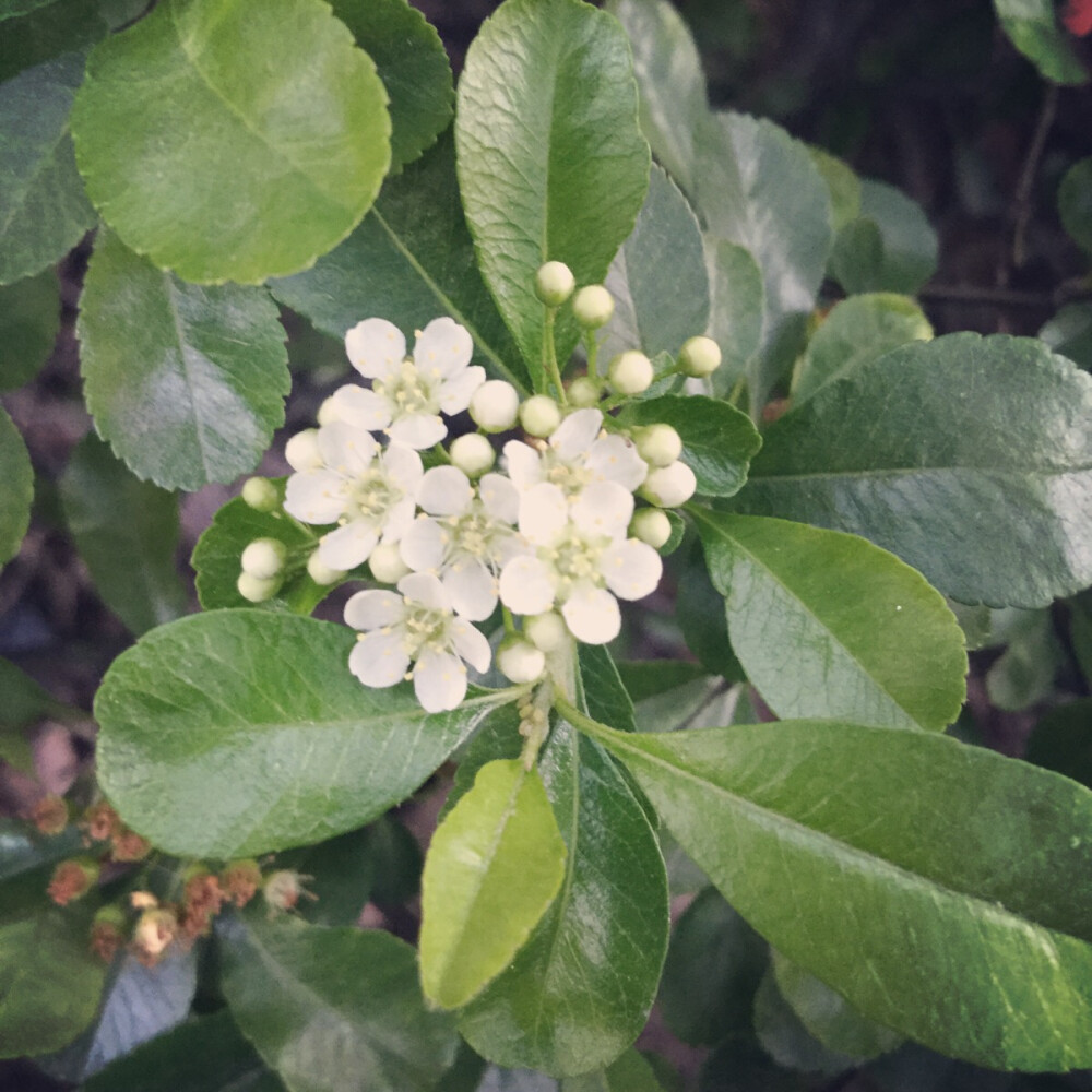 学校旁边的花