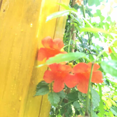 暴雨后的花