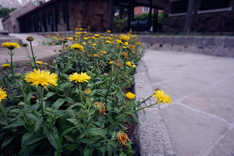 教堂旁的花儿