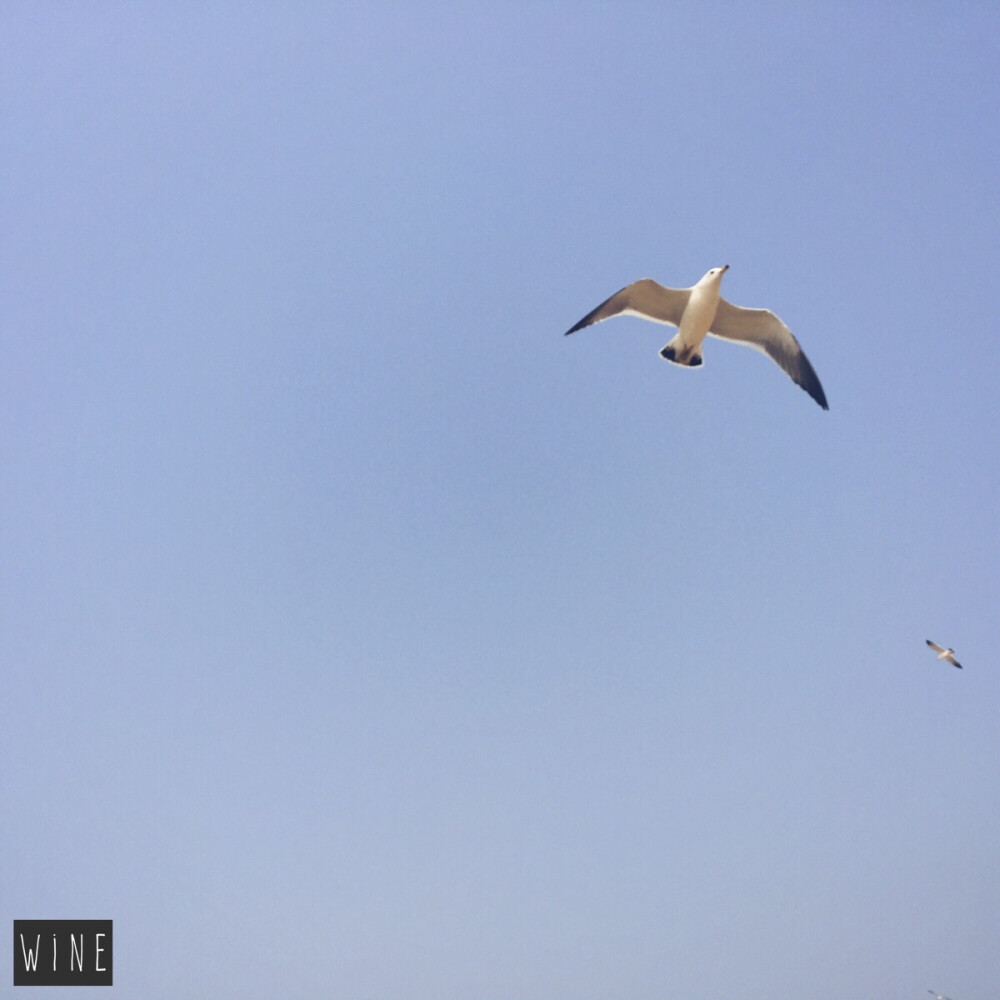 海水浴场的海鸥 吃了我好多虾条ㅠㅠ