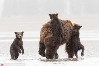 棕熊崽子们围着熊妈妈，争先恐后要爬到熊妈妈的背上