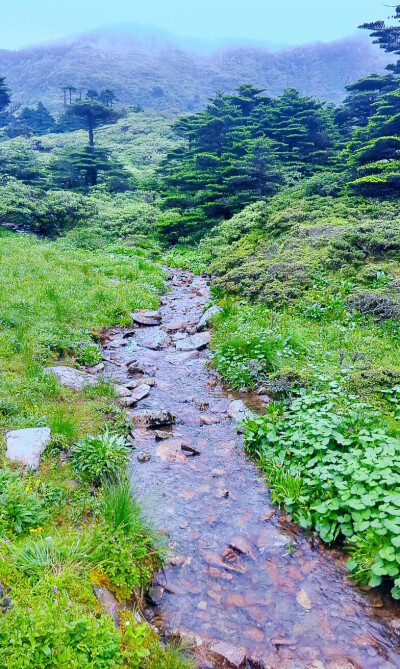 大理苍山，坐索道到达3900米的高度，亲眼目睹山上的溪流和植物们。在七月流火的天气冷成狗。。