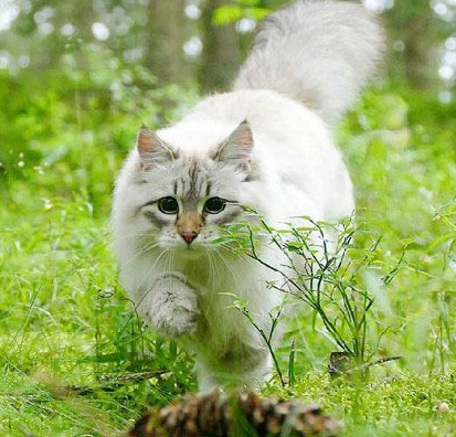 西伯利亚猫Flora