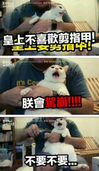 台湾一只叫黃阿瑪的喵剪指甲的故事，这旁白字幕配得超可爱