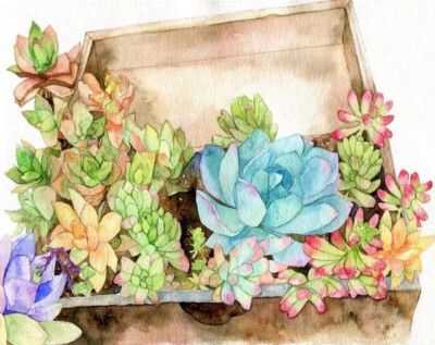 多肉 手绘
