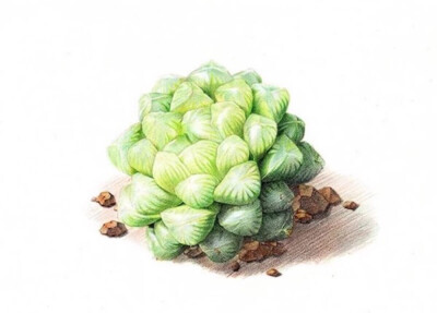多肉 手绘