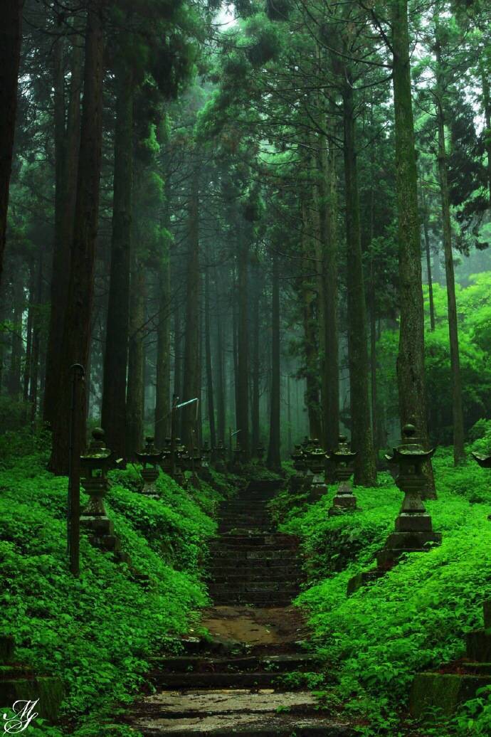 日本熊本县内，有一座近乎荒废的神社。每逢夏暑，蔓草和绿苔就会紧紧抱住它无人问津的鸟居和石阶。蝉鸣不绝，像在诉说着一个未了的心愿。这里就是青涩的动画电影《螢火之森》的采景地