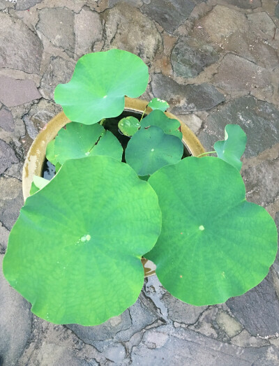 小布达拉宫，狂风暴雨后，荷叶得养水珠。