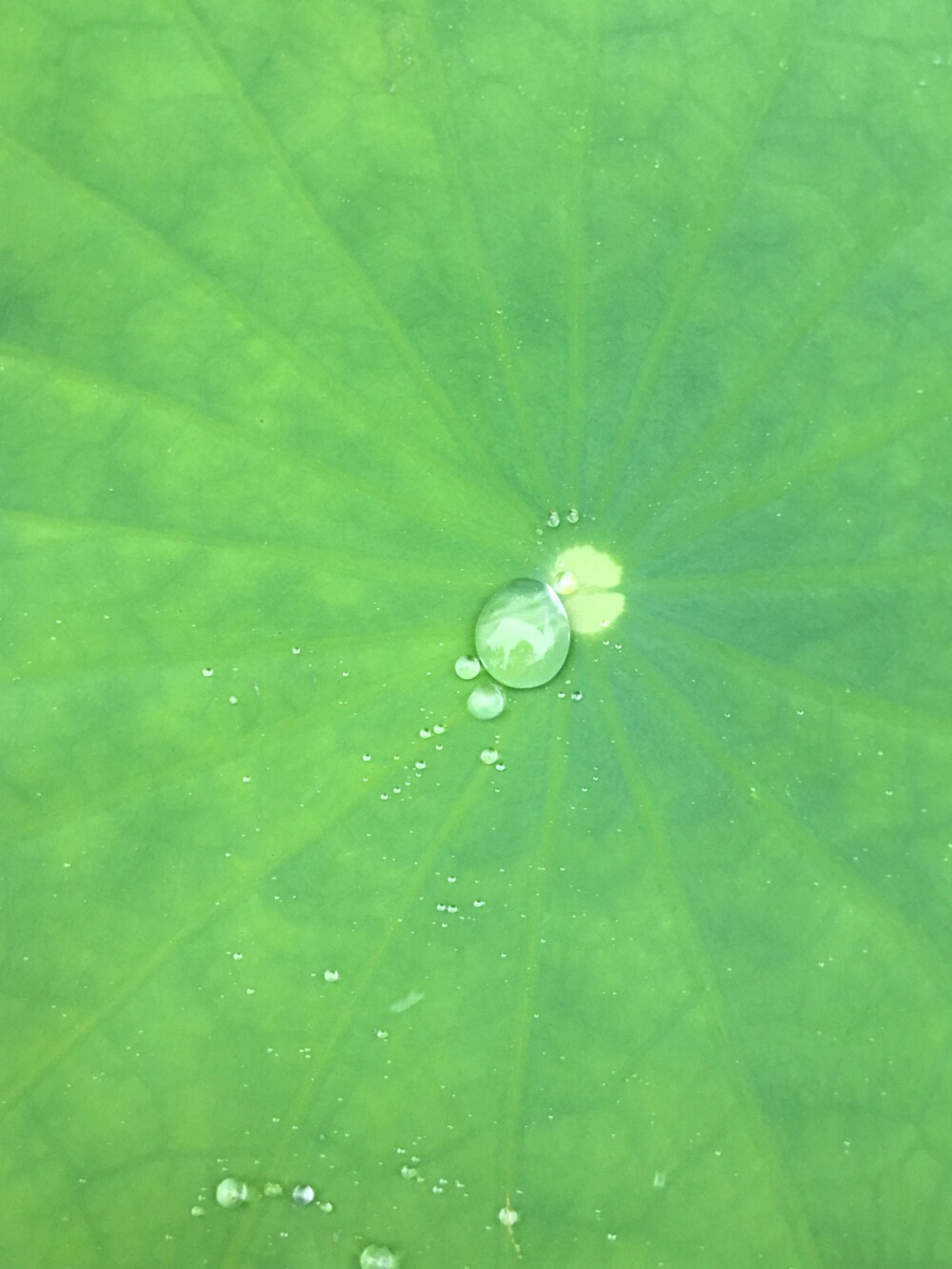 小布达拉宫，狂风暴雨后，荷叶得养水珠。