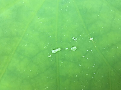 小布达拉宫，狂风暴雨后，荷叶得养水珠。