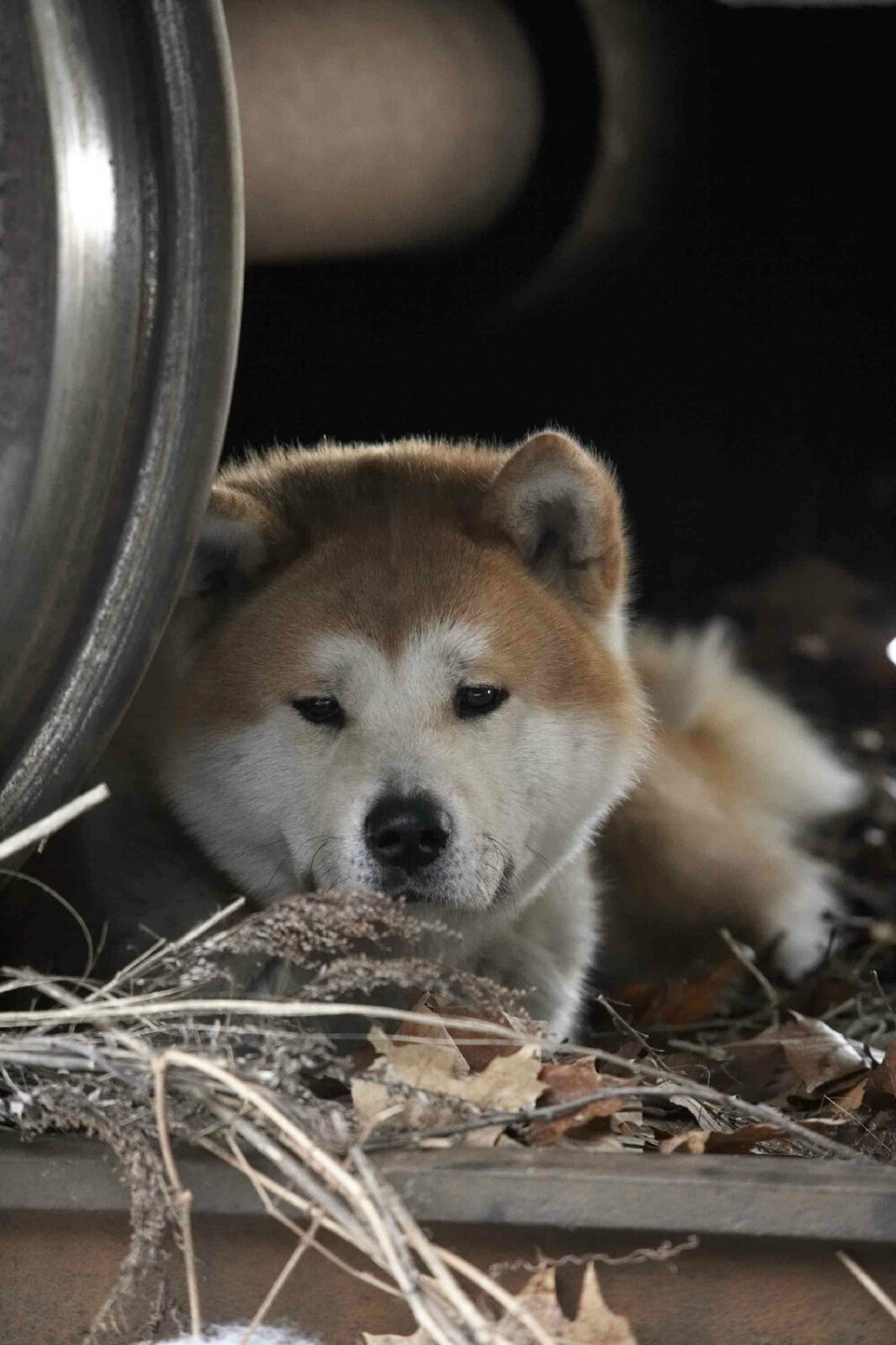 真实的小八于1923年出生于日本大馆市,他的主人是东京帝国大学教授上