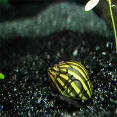 斑马螺 高品质斑马螺西瓜螺水族观赏螺强效除藻工具螺