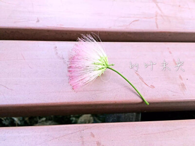 寻一抹街角的芬芳 — by 叶未央