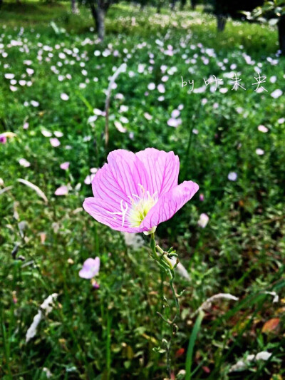 寻一抹街角的芬芳 — by 叶未央