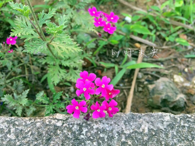 寻一抹街角的芬芳 — by 叶未央