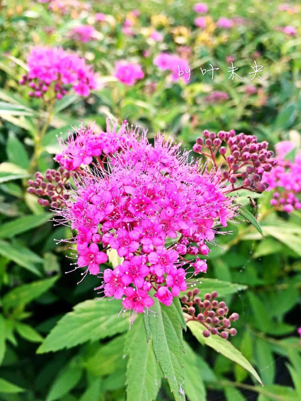 寻一抹街角的芬芳 — by 叶未央