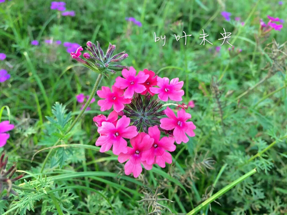 寻一抹街角的芬芳 — by 叶未央