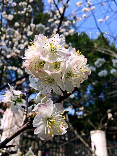 寻一抹街角的芬芳 — by 叶未央