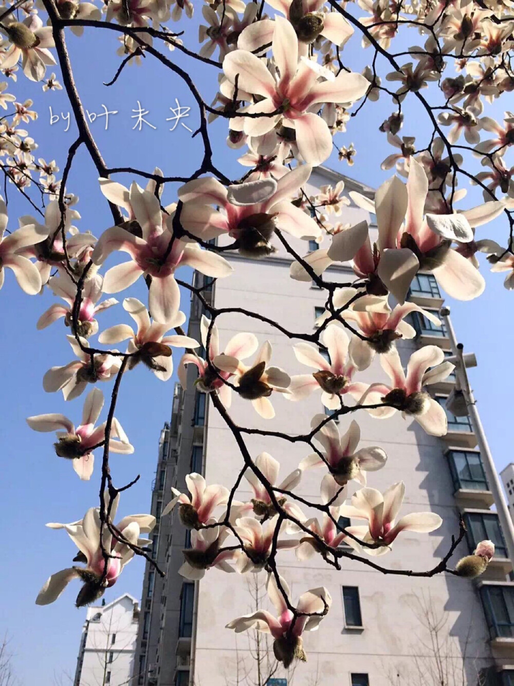寻一抹街角的芬芳 — by 叶未央